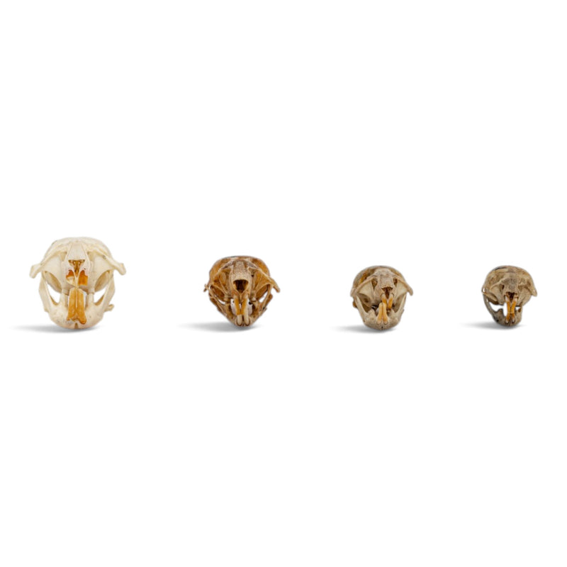 Real Rodent Skull Set