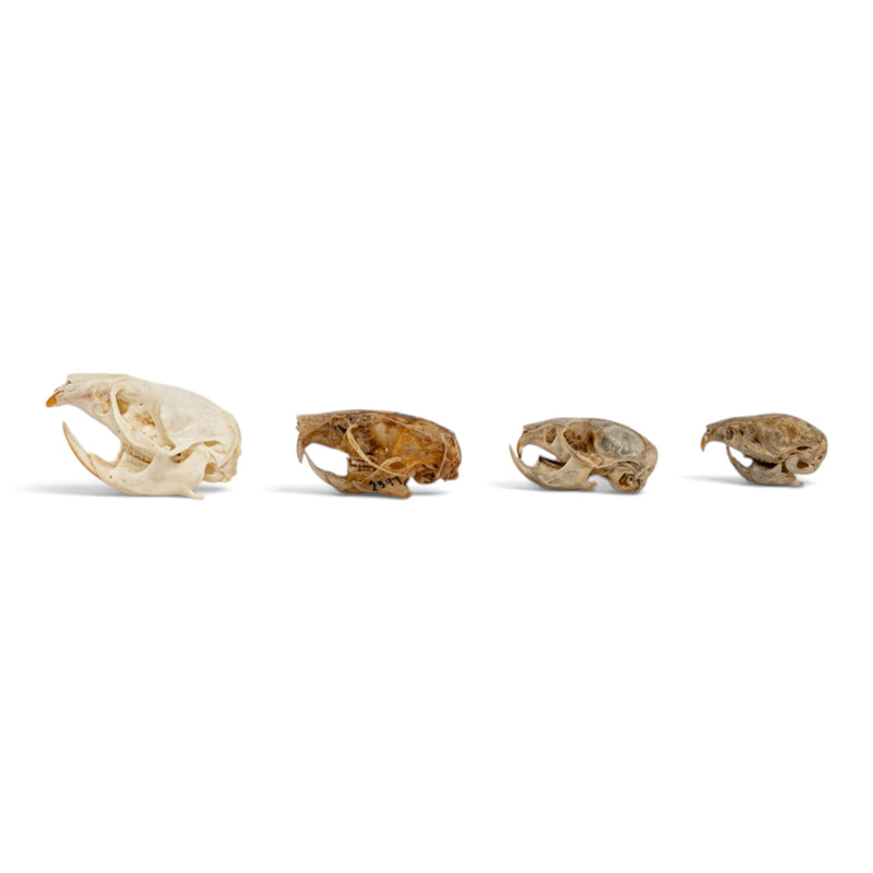 Real Rodent Skull Set