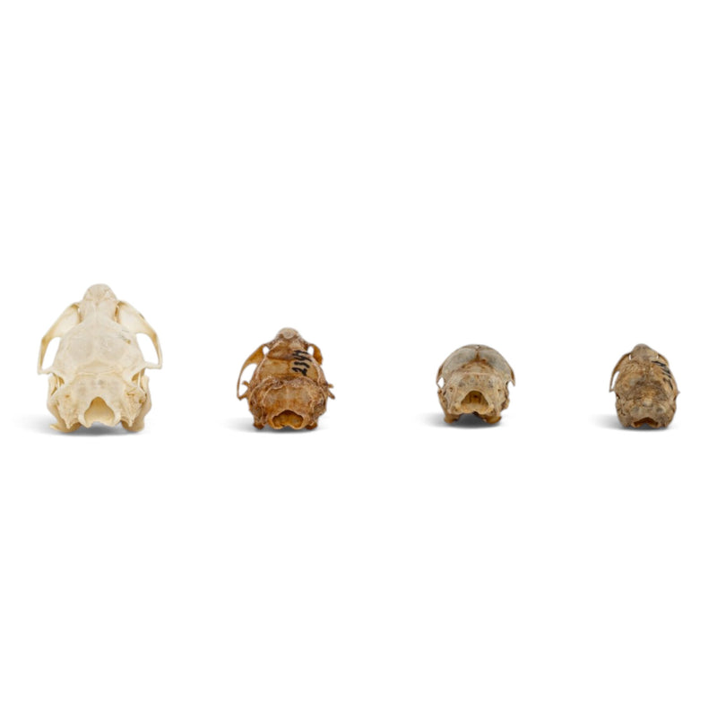 Real Rodent Skull Set