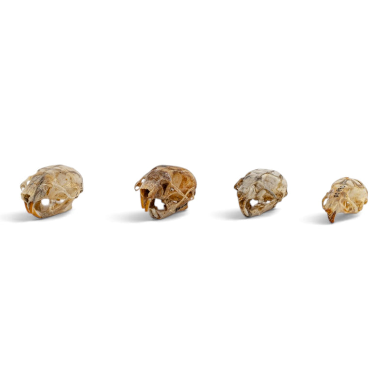 Real Mouse Skull Set