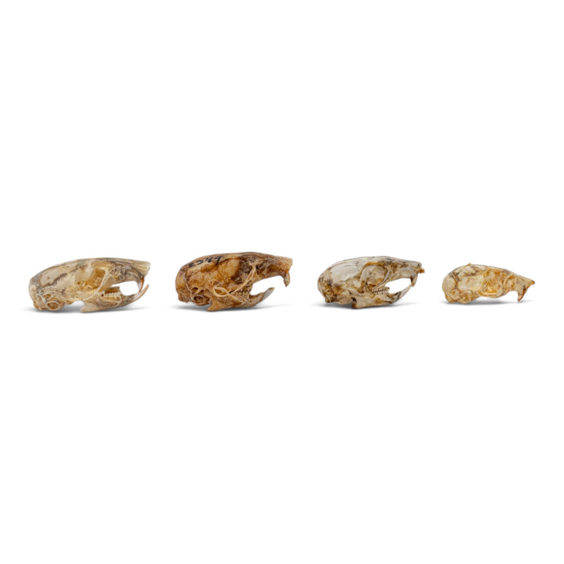 Real Mouse Skull Set