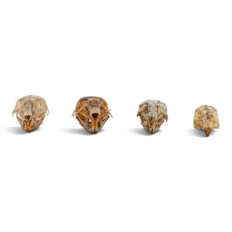 Real Mouse Skull Set
