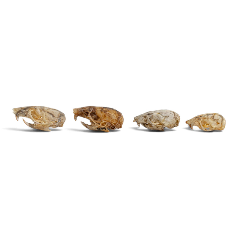Real Mouse Skull Set