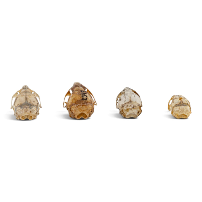 Real Mouse Skull Set