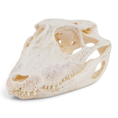 Real Spectacled Caiman Skull