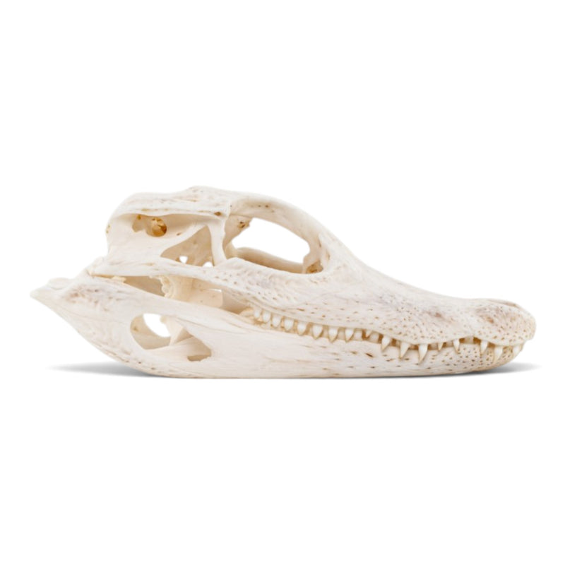 Real Spectacled Caiman Skull
