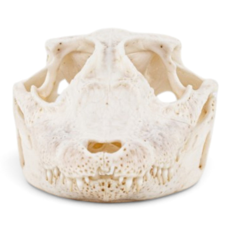 Real Spectacled Caiman Skull