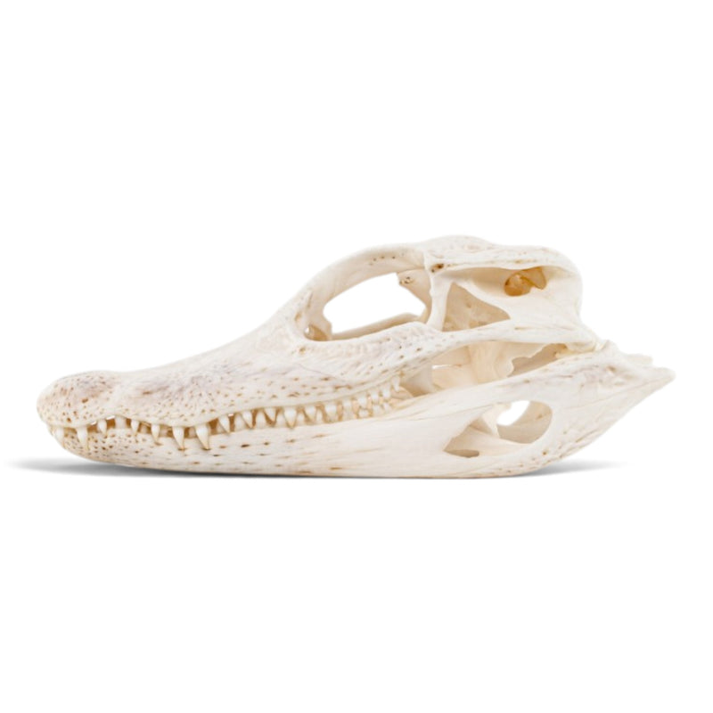 Real Spectacled Caiman Skull