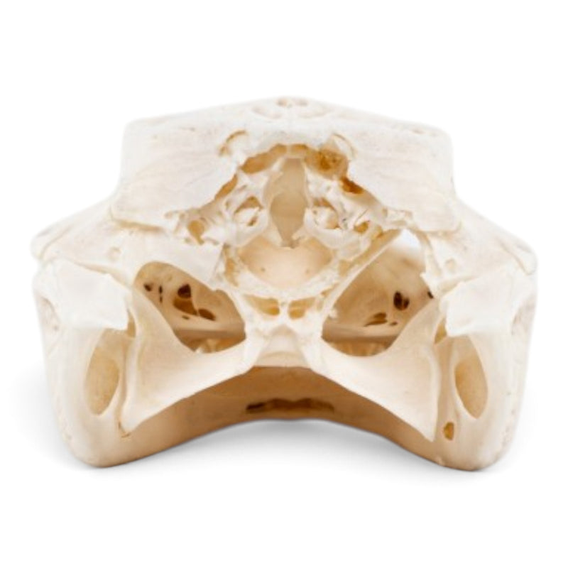 Real Spectacled Caiman Skull