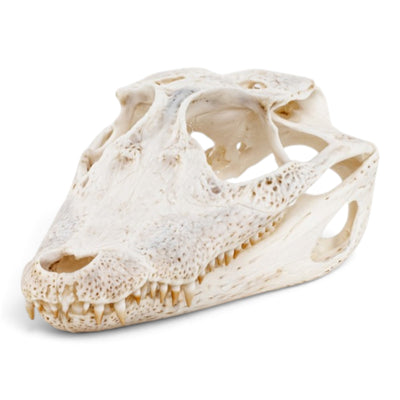 Real Spectacled Caiman Skull