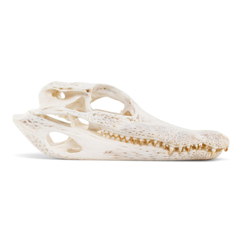 Real Spectacled Caiman Skull
