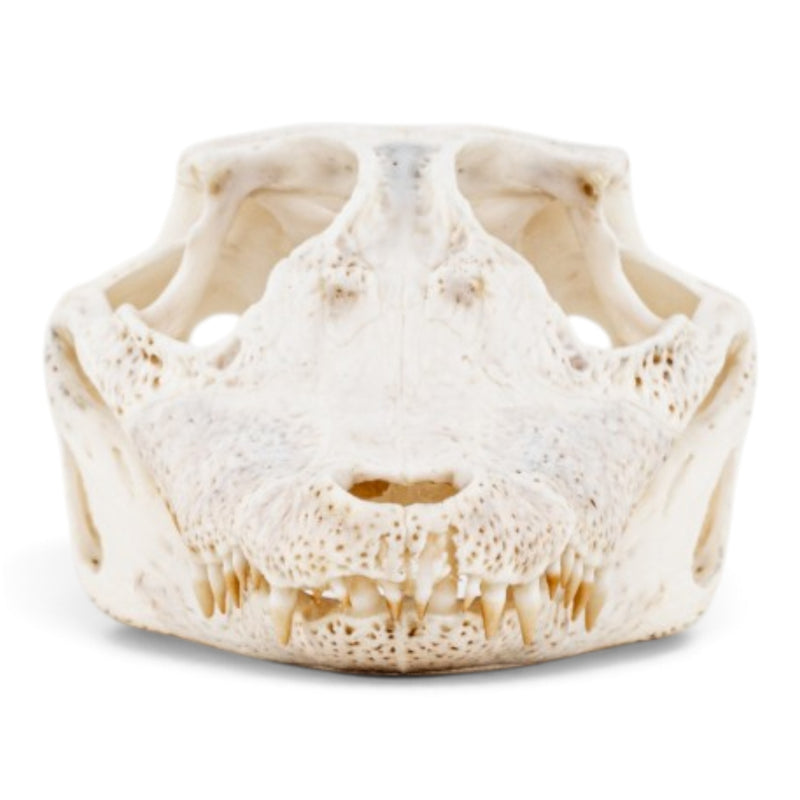 Real Spectacled Caiman Skull