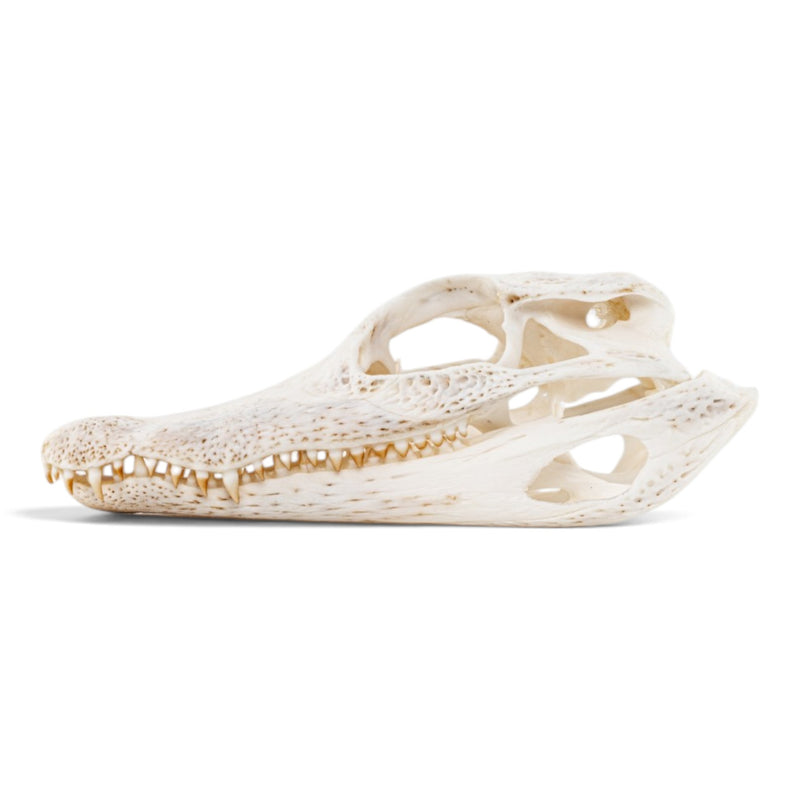 Real Spectacled Caiman Skull