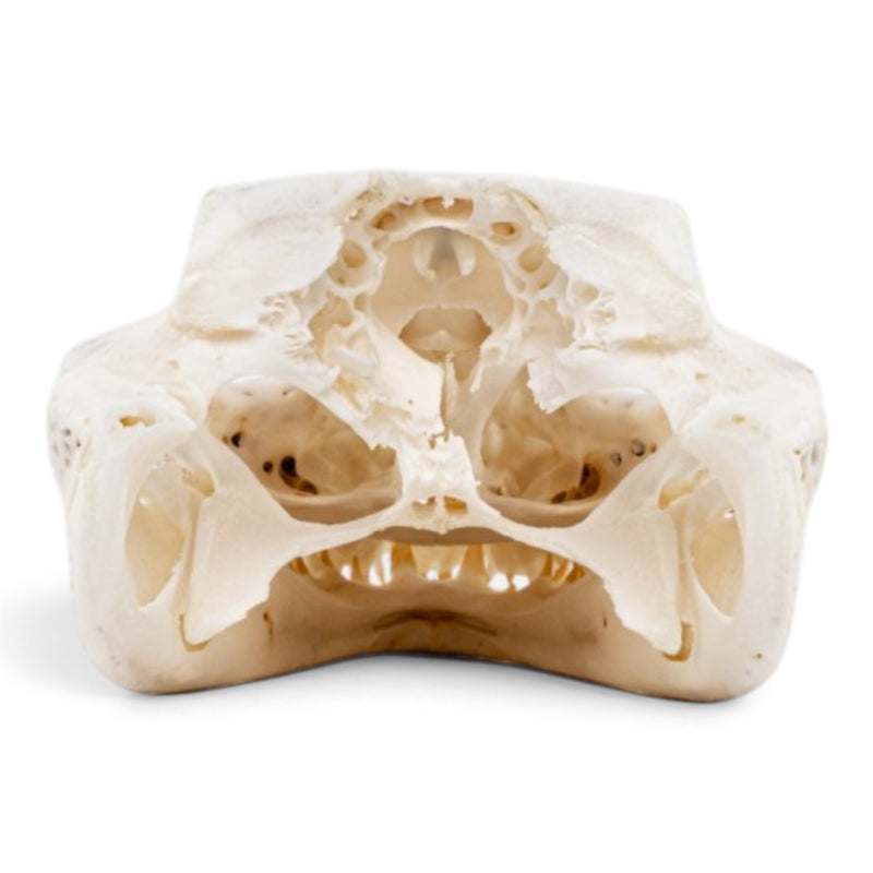 Real Spectacled Caiman Skull