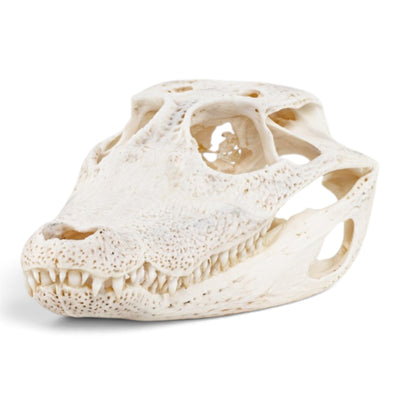 Real Spectacled Caiman Skull