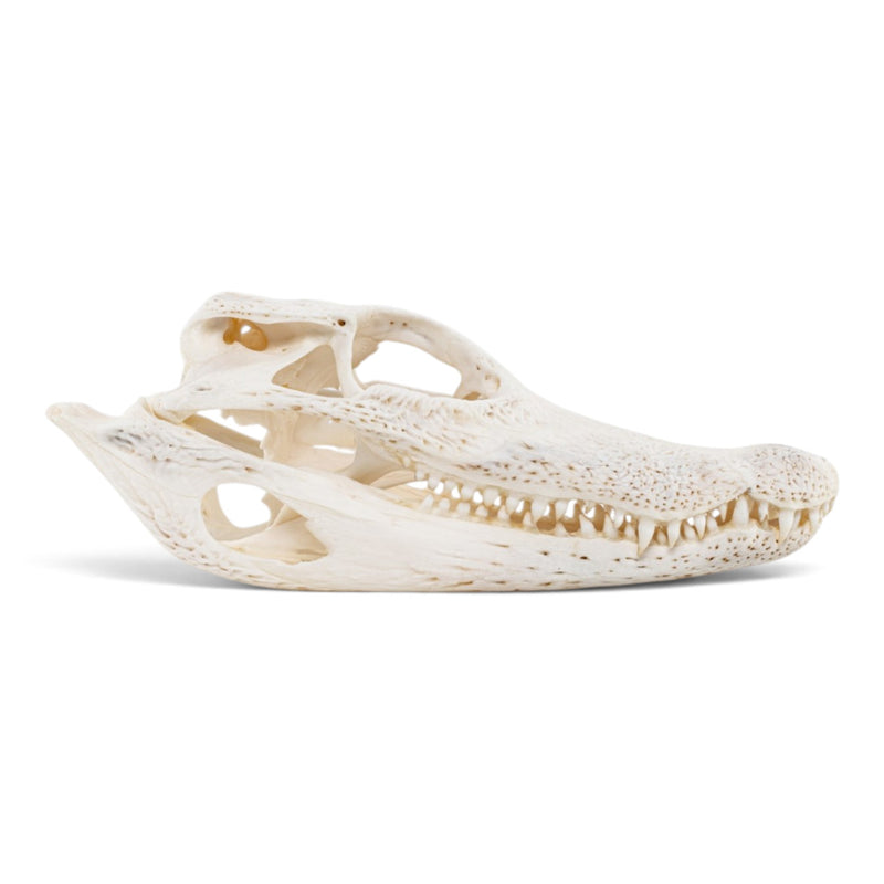 Real Spectacled Caiman Skull