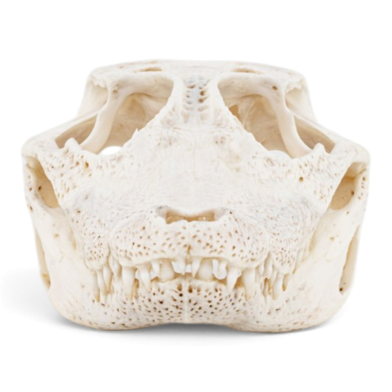 Real Spectacled Caiman Skull