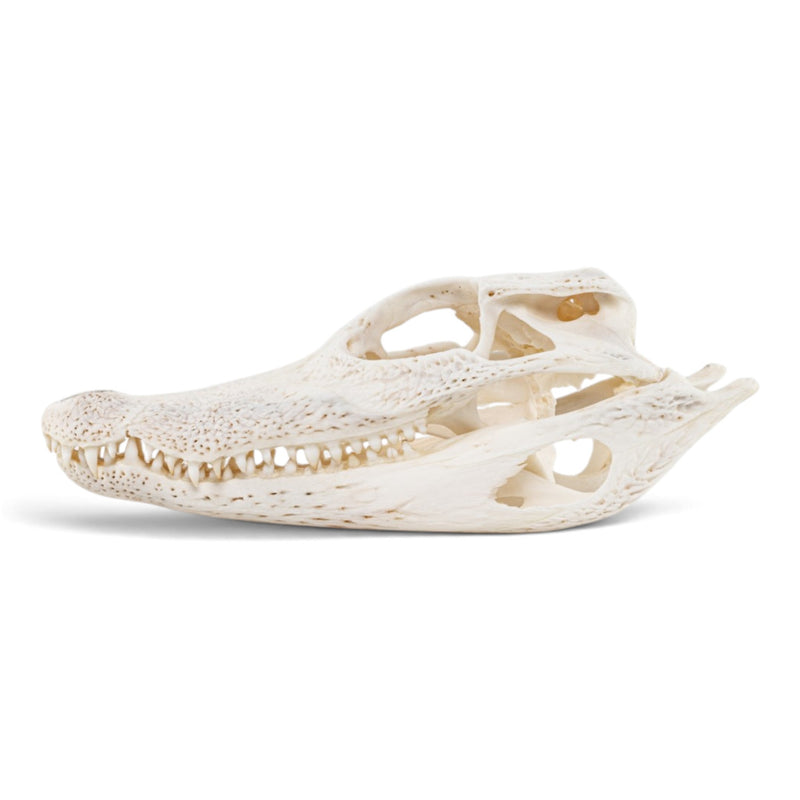 Real Spectacled Caiman Skull