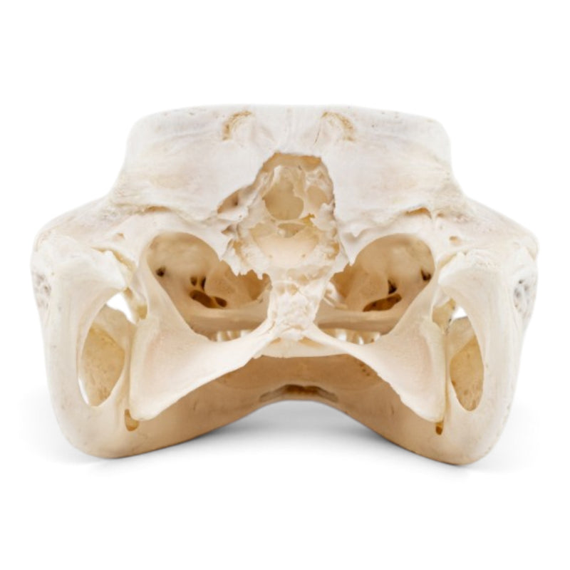 Real Spectacled Caiman Skull