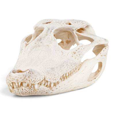 Real Spectacled Caiman Skull
