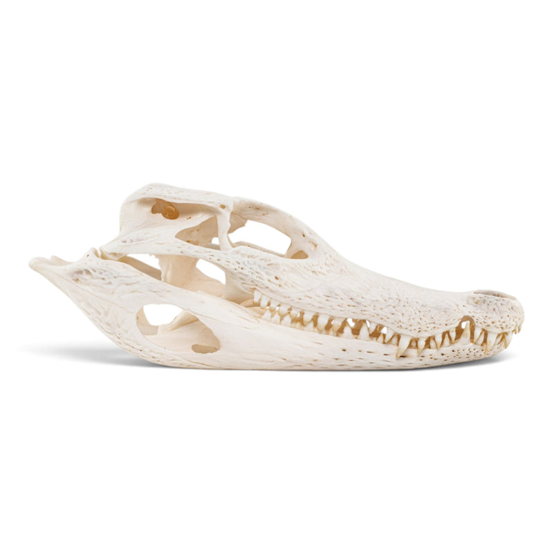 Real Spectacled Caiman Skull