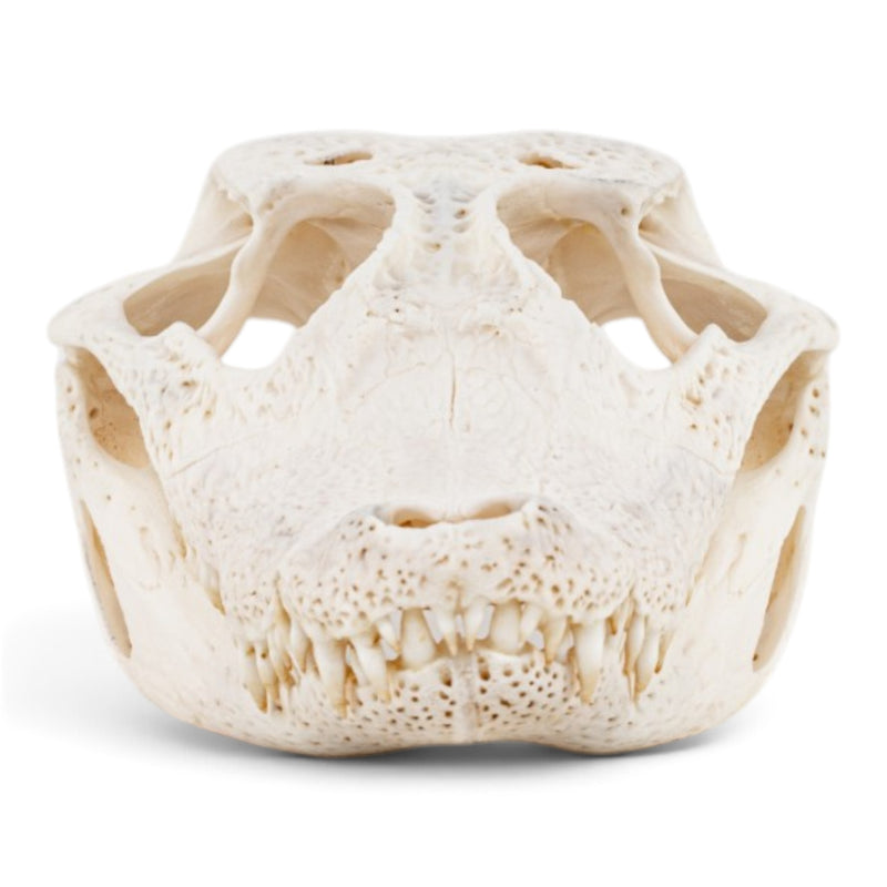 Real Spectacled Caiman Skull