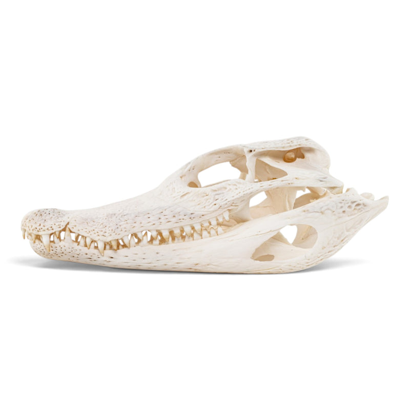 Real Spectacled Caiman Skull