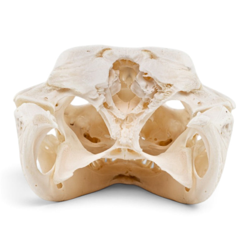 Real Spectacled Caiman Skull