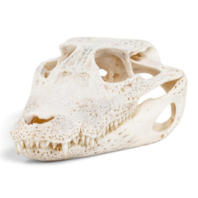 Real Spectacled Caiman Skull