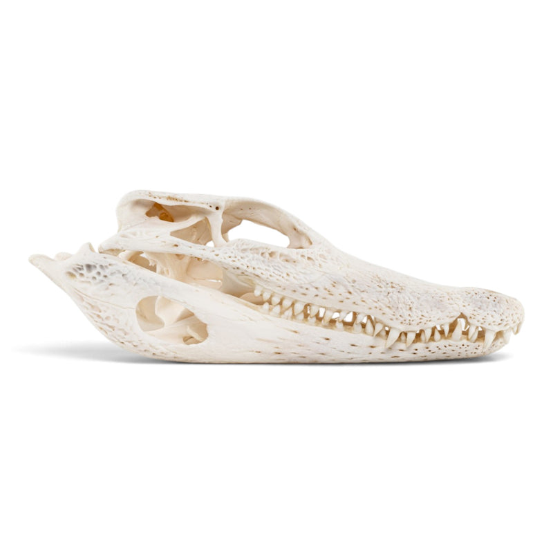 Real Spectacled Caiman Skull