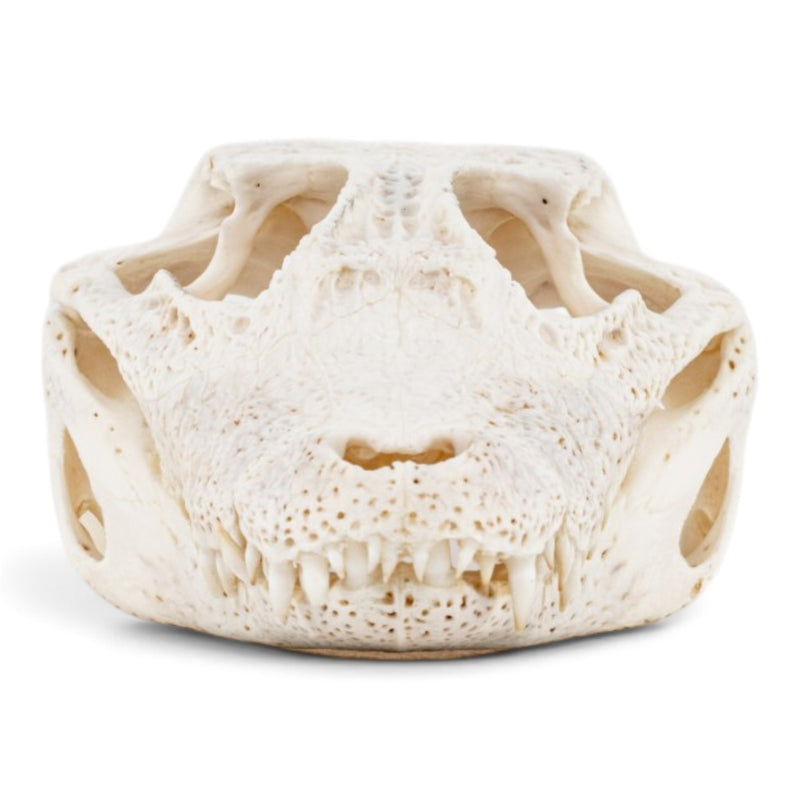 Real Spectacled Caiman Skull