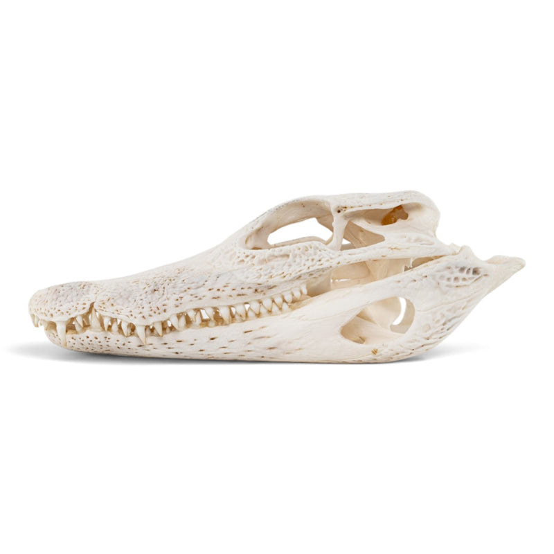 Real Spectacled Caiman Skull