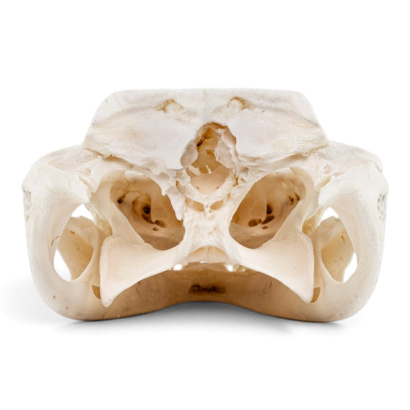Real Spectacled Caiman Skull