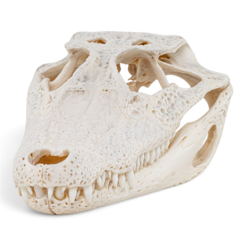 Real Spectacled Caiman Skull