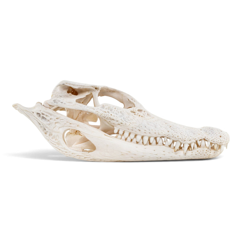 Real Spectacled Caiman Skull