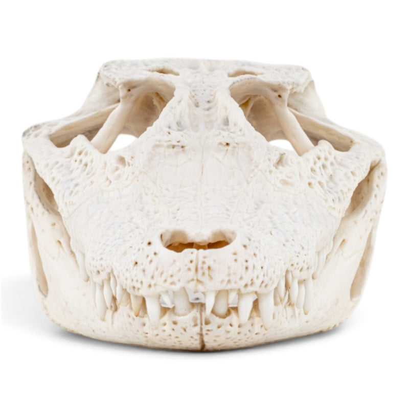 Real Spectacled Caiman Skull