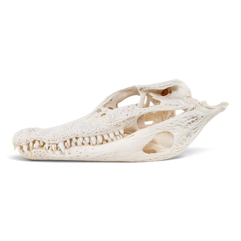 Real Spectacled Caiman Skull