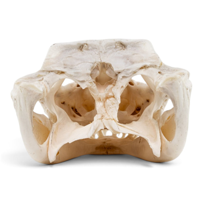 Real Spectacled Caiman Skull