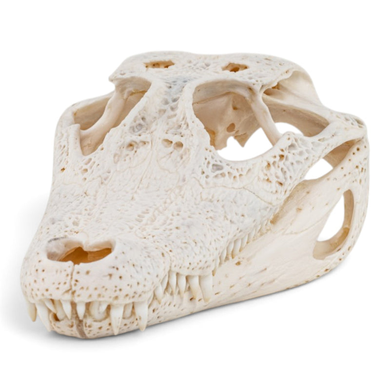 Real Spectacled Caiman Skull