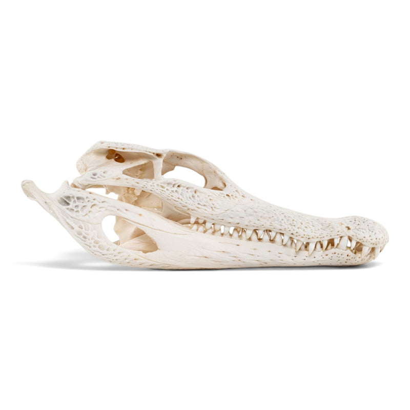 Real Spectacled Caiman Skull