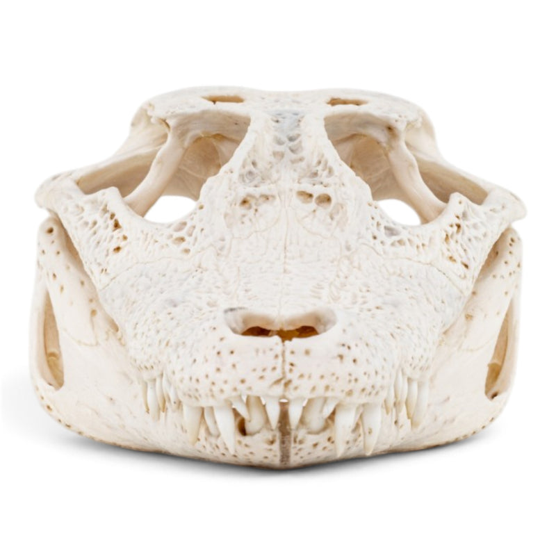 Real Spectacled Caiman Skull