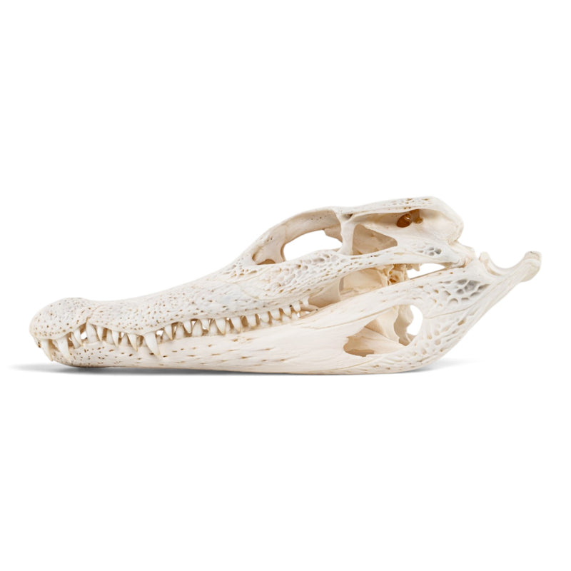 Real Spectacled Caiman Skull
