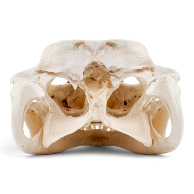 Real Spectacled Caiman Skull