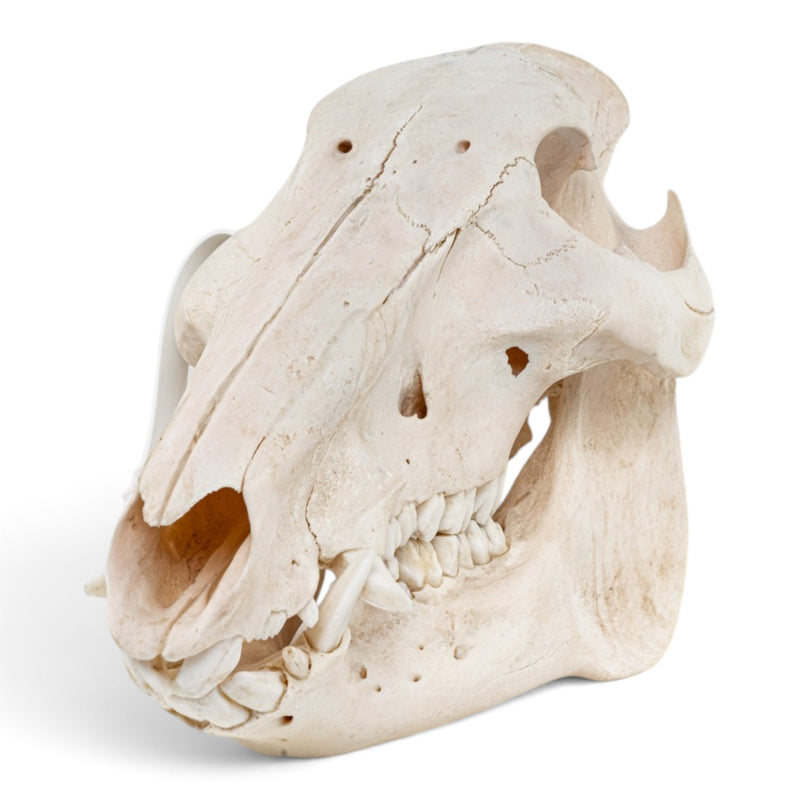 Real African Bush Pig Skull