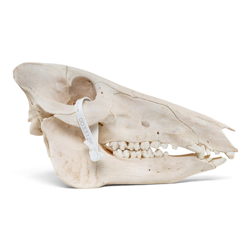Real African Bush Pig Skull