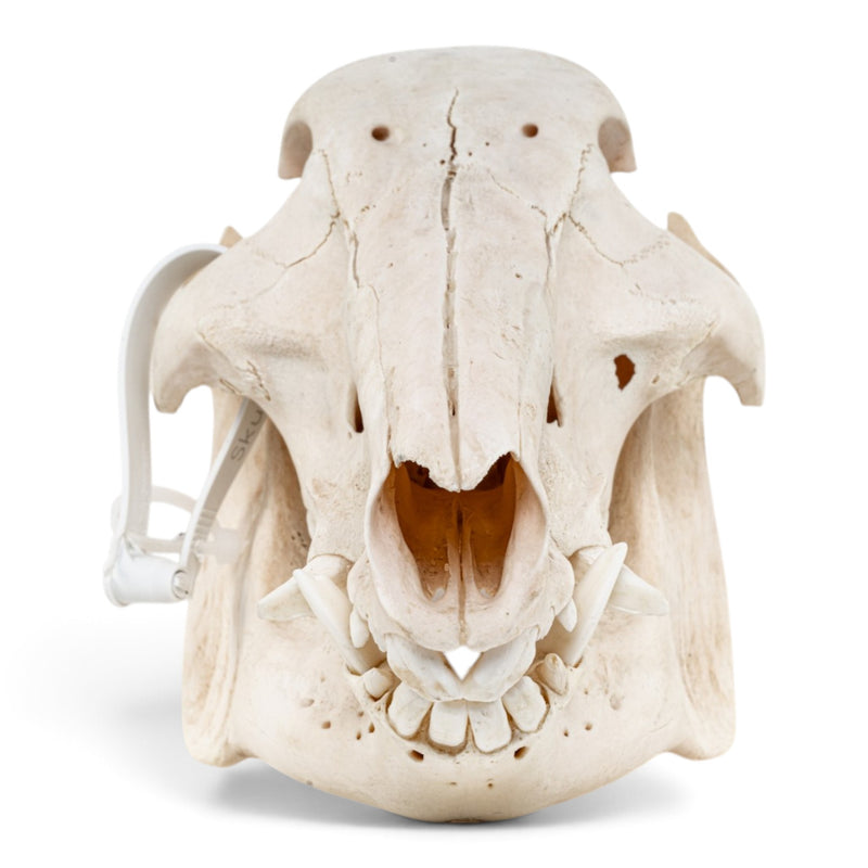 Real African Bush Pig Skull