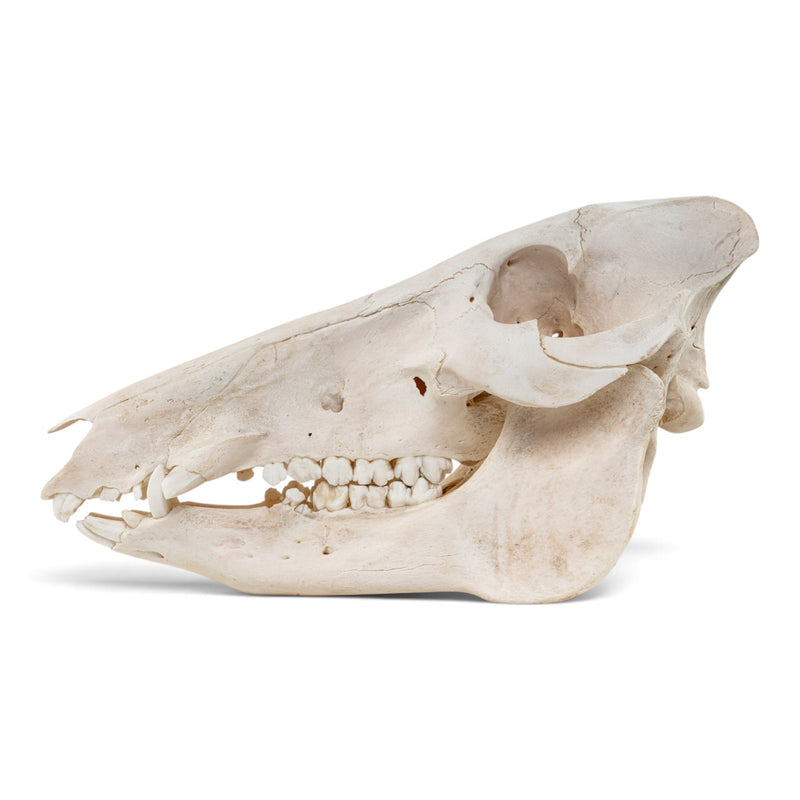 Real African Bush Pig Skull