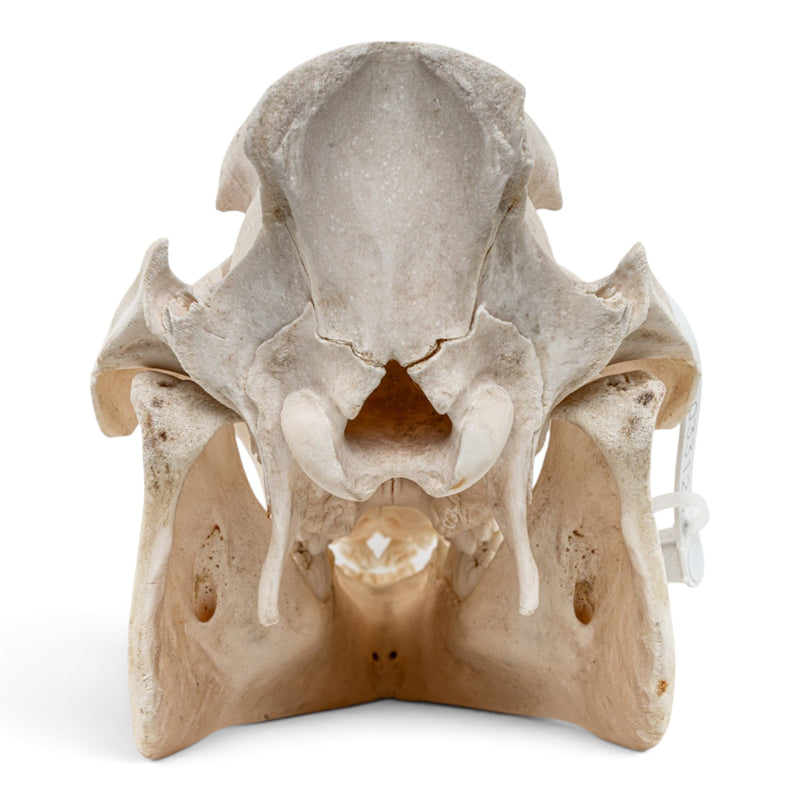 Real African Bush Pig Skull