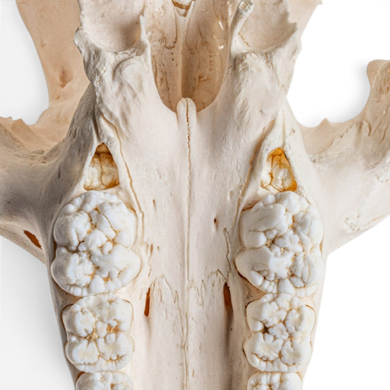 Real African Bush Pig Skull