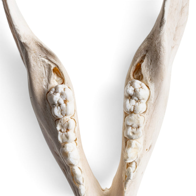 Real African Bush Pig Skull